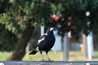 Bird perching on a tree