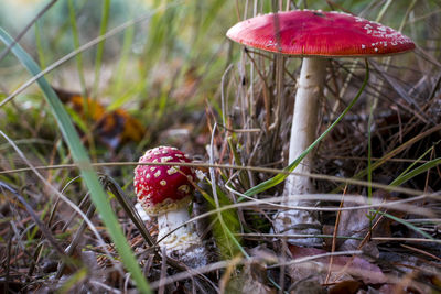 Close-up of mushroom growing on field