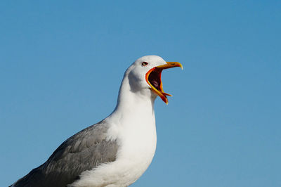 A young seagull with clear blue skies in the background.