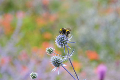 Close-up of bee on flower