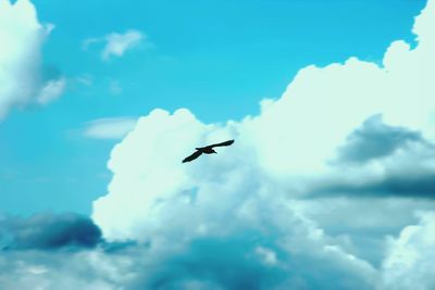 Low angle view of bird flying against cloudy sky