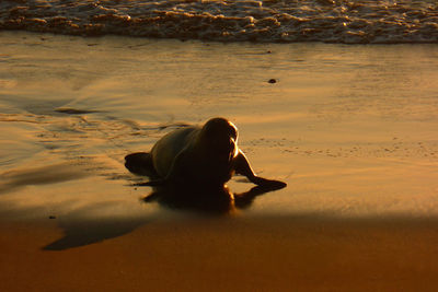 View of a bird on beach