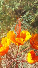 Close-up of orange flowers blooming outdoors