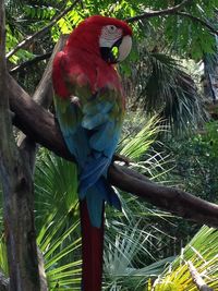 Trees growing in the dark