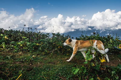 Dog standing in field against sky