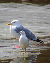 Seagull perching on a beach