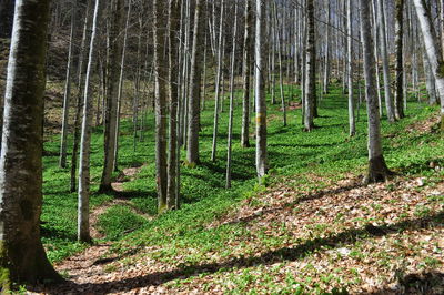 Trees in forest