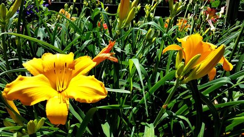 Close-up of yellow flowers