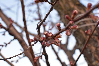 Low angle view of apple blossoms in spring