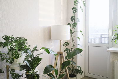 Stylish space with plants - aglaonema, zamioculcas, sansevieria, monstera obliqua, rhaphidophora. 