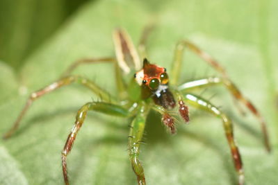 Close-up of spider on leaf