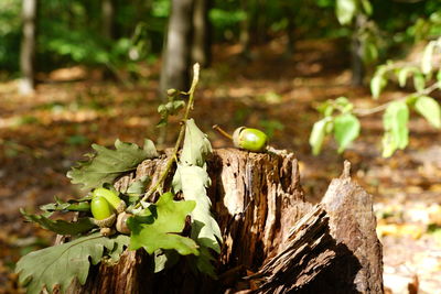 Close-up of tree trunk in forest