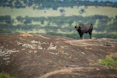 Horse standing on rock