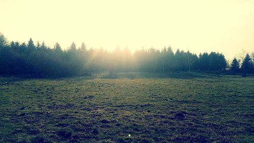 Sun shining through trees