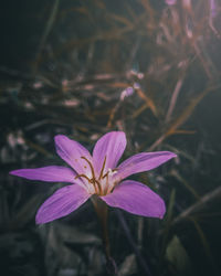 Close-up of purple crocus flower