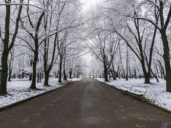 Empty road along bare trees during winter