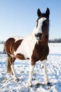 Horse standing on snow field against clear sky