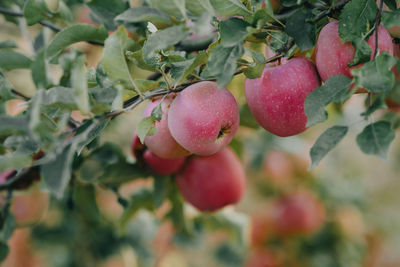 Close-up of fruits on tree