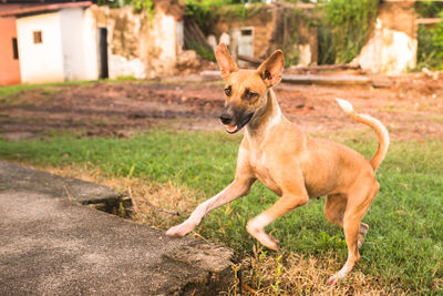 View of a dog running on field