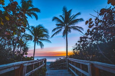 Palm trees on beach against sky