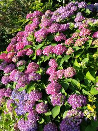 Pink flowers blooming in park