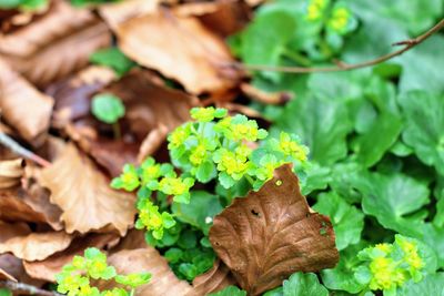 High angle view of flowering plant leaves