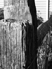 Close-up of tree trunk