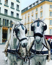 Horses on street