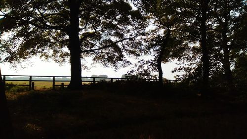 Silhouette trees in forest against sky