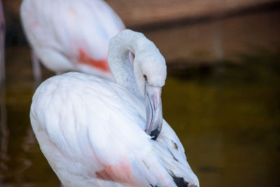 Close-up of a bird