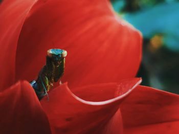 Close-up of person holding red flower