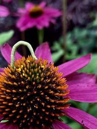 Close-up of pink flower