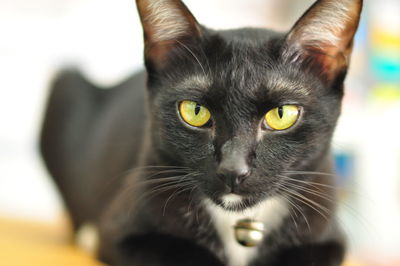 Close-up portrait of black cat