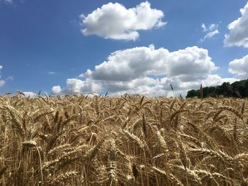 Low angle view of wheat field