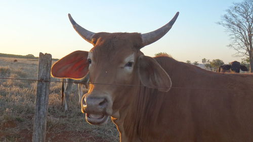 Close-up portrait of cow standing against sky