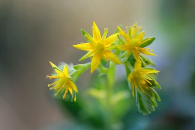 Close-up of yellow flowering plant