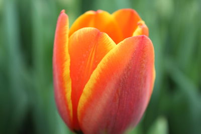 Close-up of red tulip