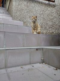 Cat sitting on staircase against wall