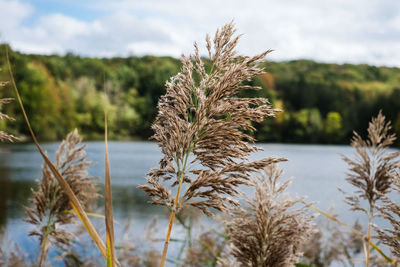 Close-up of plants on field against sky