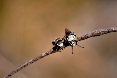 Close-up of a pair of insect on dry twig