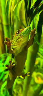 Green reptile with green background 