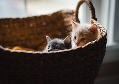 Two cute kittens peeking out over the top of a wicker basket.