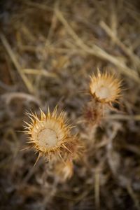 Close-up of flowers growing in field