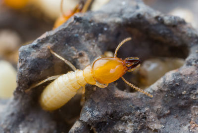 Close-up of insect on rock