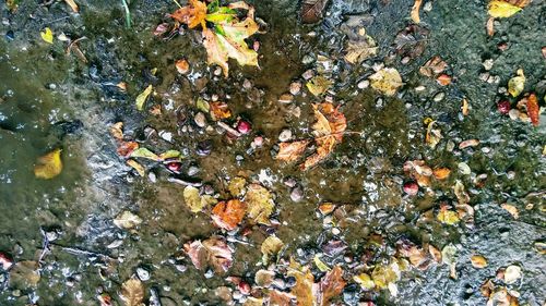 High angle view of fishes swimming in water