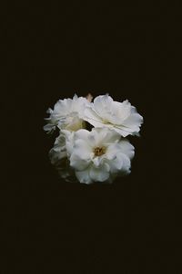 Close-up of white flowering plant against black background