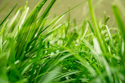 Close-up of grass growing in field