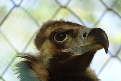 Close-up of a bird looking away