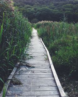 Narrow pathway along trees