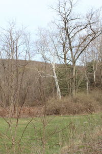 Bare trees on grassy field